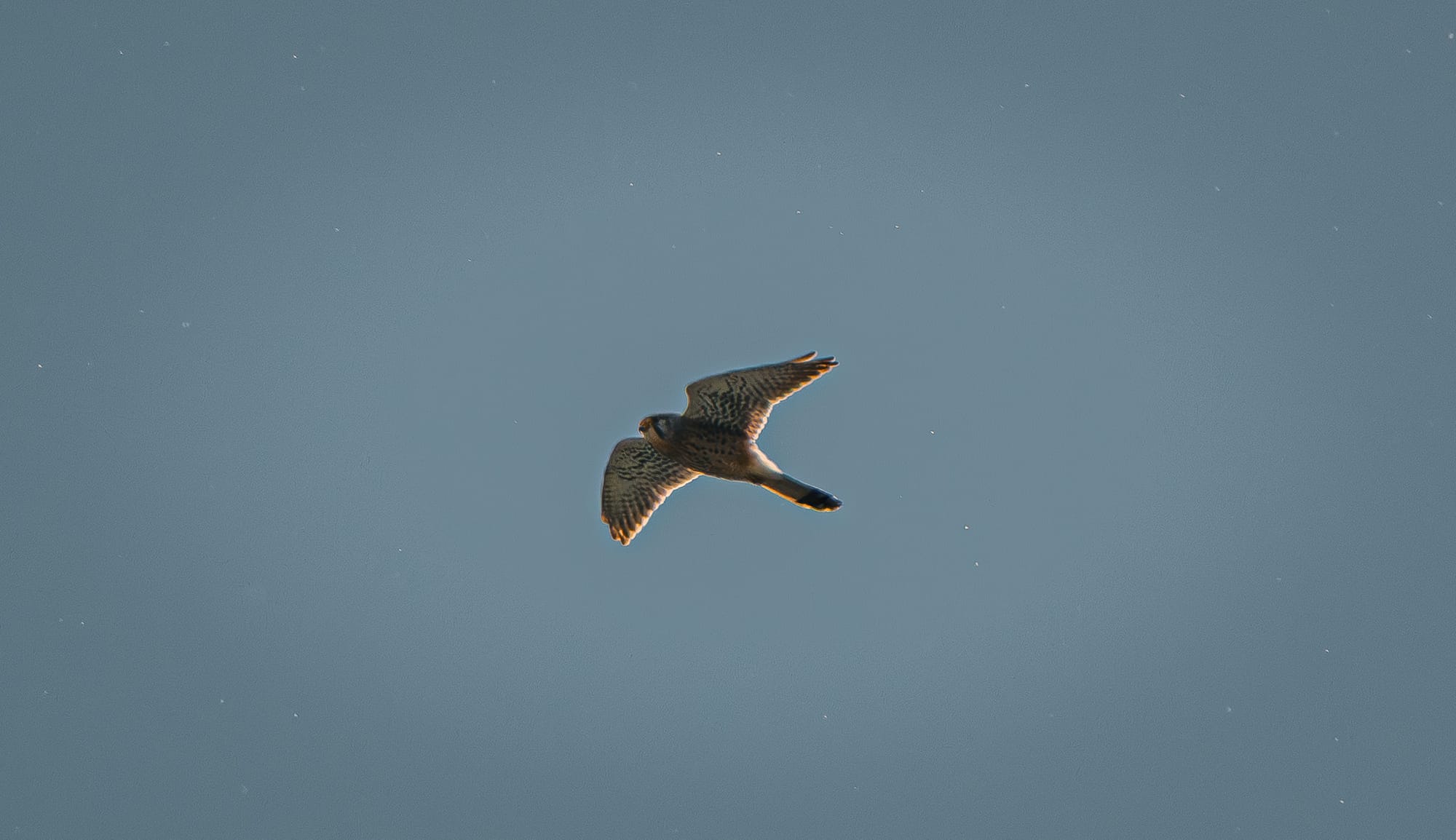 Common kestrel in flight against a blue sky