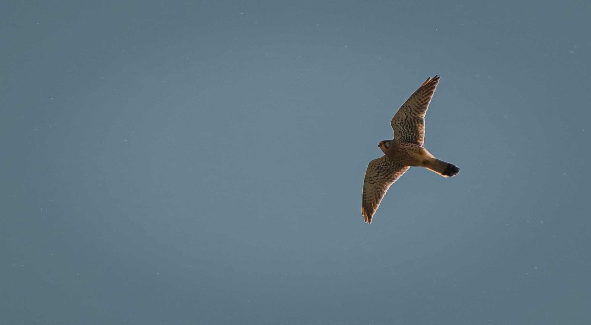 Common kestrel flying against a blue sky