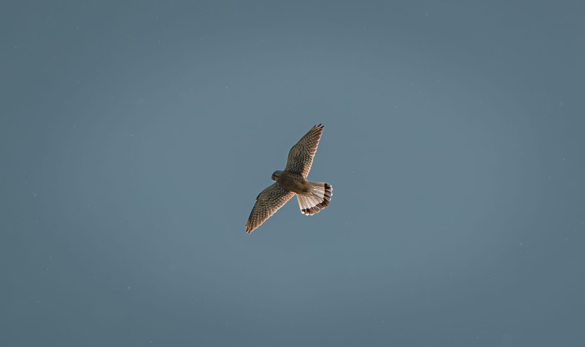 Common kestrel turning in flight