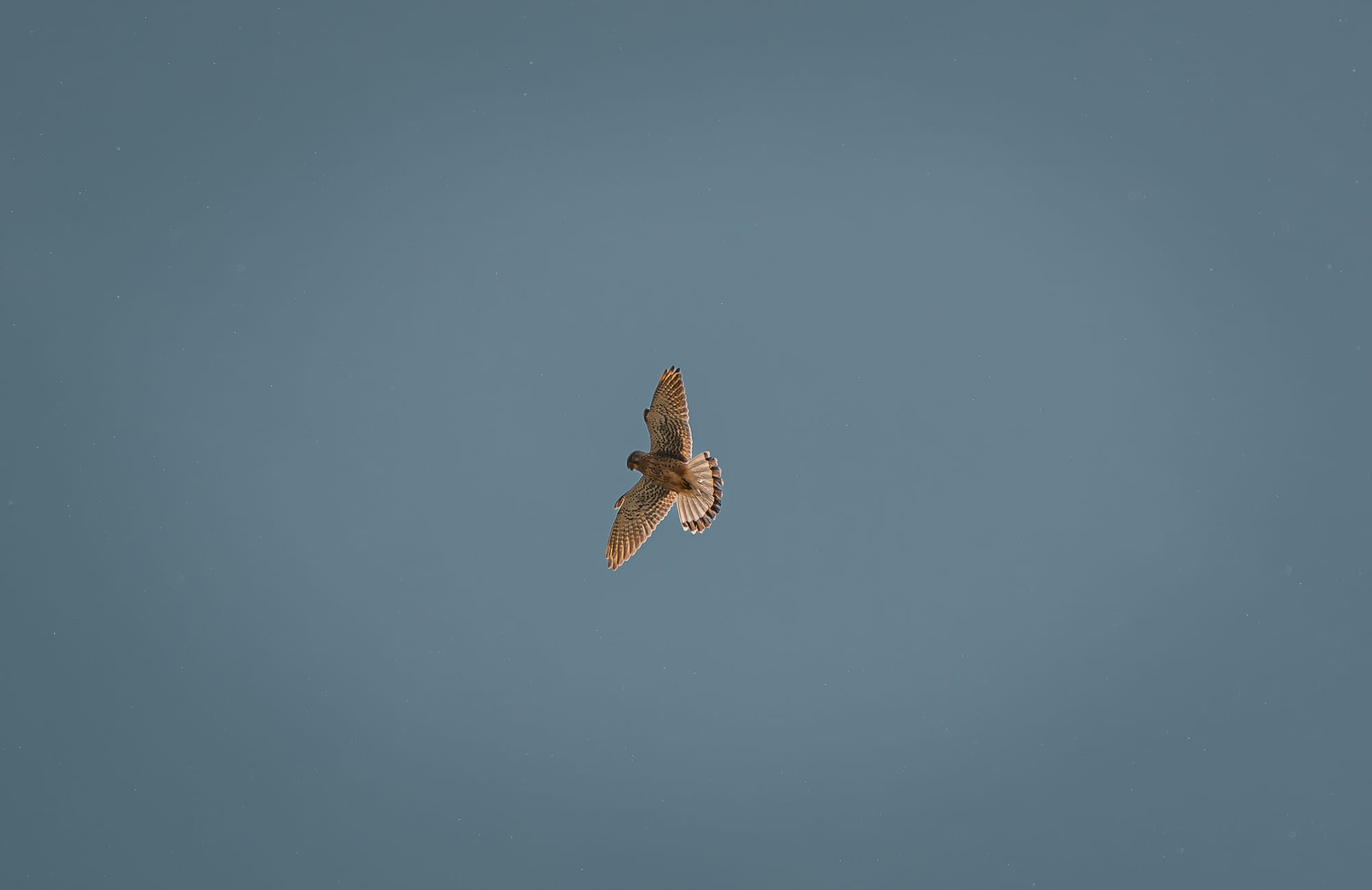 Common kestrel hovering with its tail spread