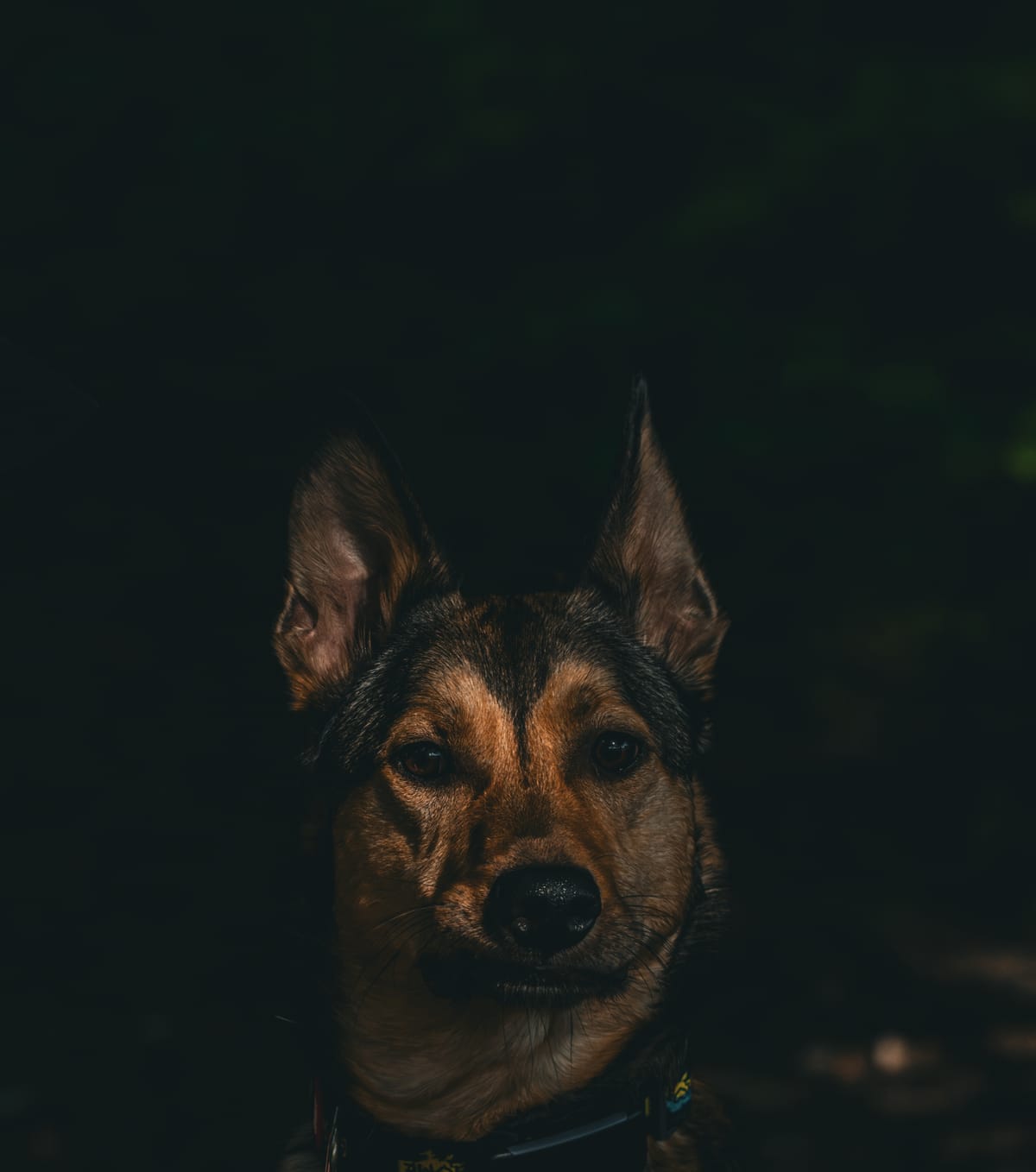 Dog portrait in moody light