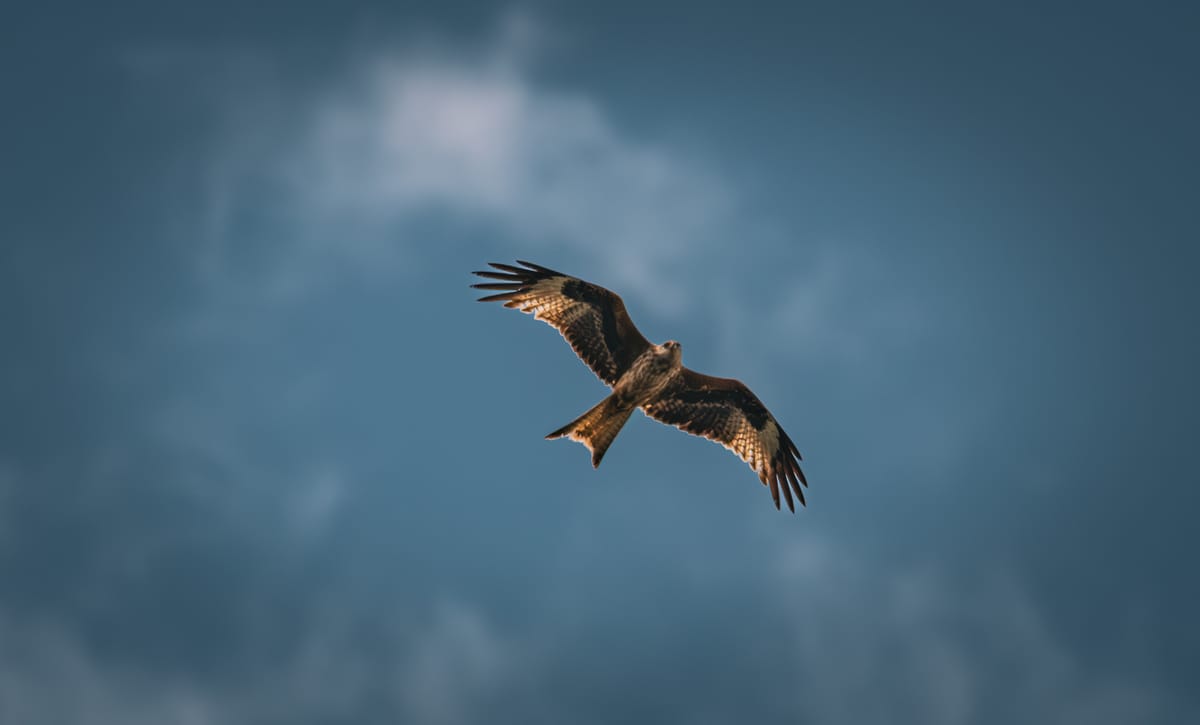 The Red Kite: Austria’s Remarkable Comeback—and the Threats That Remain
